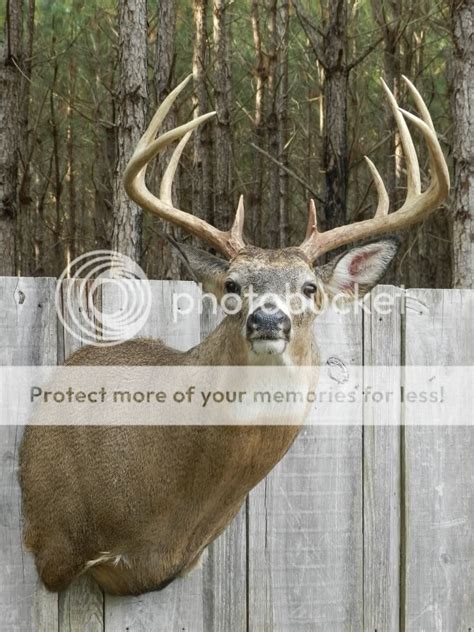 Mckenzie 64u. Narrow or Expand Results. Expand Your Result. Taxidermy Forms (X) Shoulder Manikins (X) Whitetail Deer (X) 