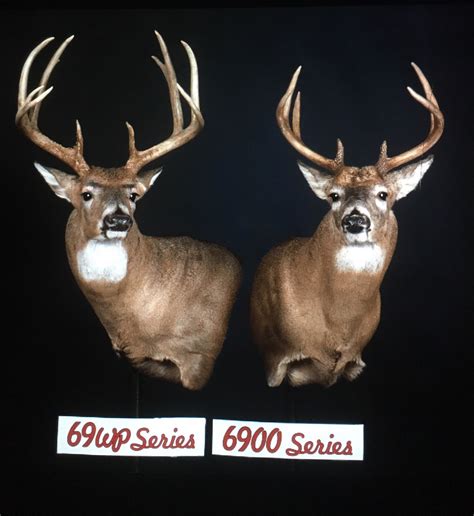 Whitetail wall pedestal forms by McKenzie Taxidermy Supply. Login. Whitetail Deer: Wall Pedestal. Semi-Sneak 6700 Series . Semi-Sneak 6900 Wall Pedestal Series. . 