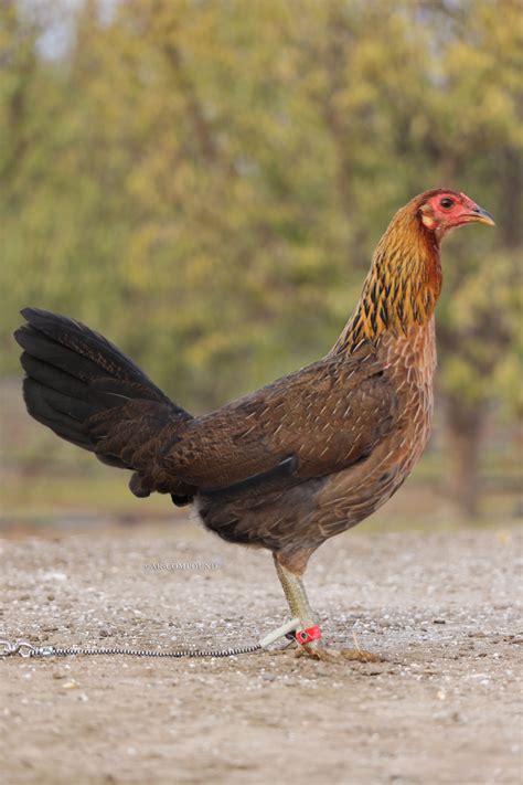 Scorpion Ridge is a small gamefowl farm, that believes in quality o