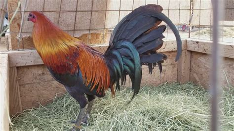 Black Mcrae x Black Bonanza stags eight monthsgallos roosters