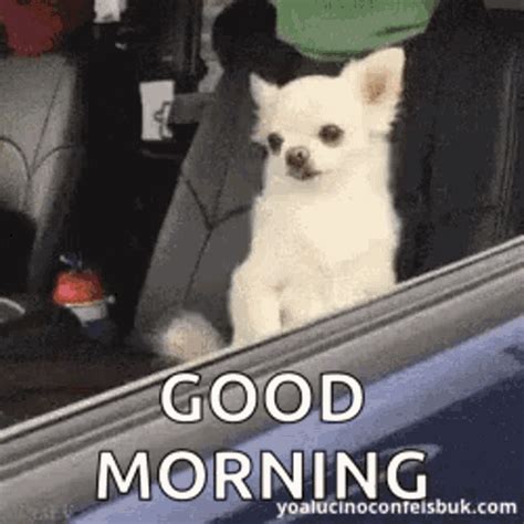 Me vs morning person dog gif. Things To Know About Me vs morning person dog gif. 