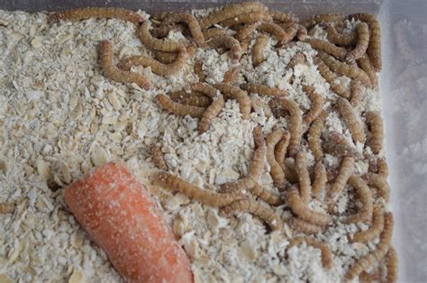 Meal worms for chickens. Things To Know About Meal worms for chickens. 