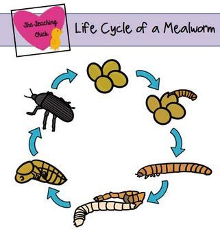 Mealworm Life Cycle Teaching Resources TPT