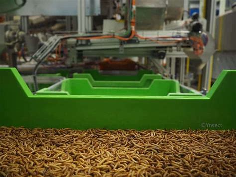Mealworm factory. .  <a href=https://crm.wisedigitalpartners.com/assets/imag...