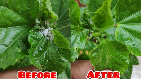 Mealybug treatment. You may also wish to make your own neem oil spray or insecticidal soap. Check out 6 ways for controlling mealybugs at home . An alcohol spray of 10% percent rubbing alcohol and 90% percent water or a 50/50 mix of water and isopropyl with a teaspoon of Dawn dish soap are both effective alternatives to hand washing. 