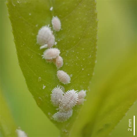 Mealybugs. Mealybugs are small parasitic insects about 2-5mm long, covered in a white powdery or waxy coating. They a gather together in clumps that look like balls of fluff, particularly in the leaf axils ... 