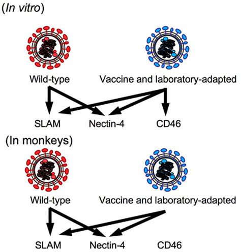 Measles virus : cellular receptors, tropism and pathogenesis