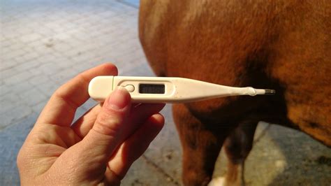 Measuring Body Temperature in Horses - Kentucky Equine Research