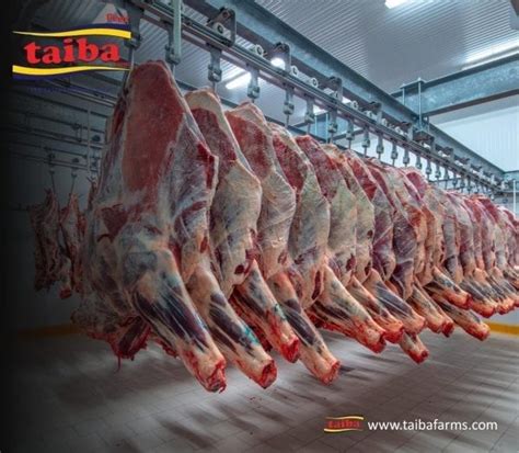 Meat Wholesalers in Motherwell - findit.chad.co.uk