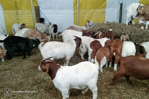 Meat goats for sale near me. Peaceful Pastures Boer Goats. Welcome to Peaceful Pastures Farm where we specialize in spotted, dappled, paint, and black Boer goats for sale. Next Kidding: Dec 2023. Last Update: 10/13/23. Email for Price. Videos available on request. DNA testing on bucklings is not included in sale price. CVI are required to cross state lines and are paid by us. 