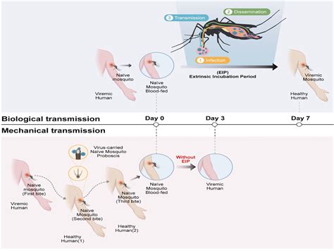 Mechanical Transmission of Dengue Virus by