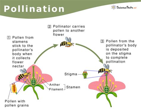 Mechanical pollination.  Mechanical pollination involves humans intervening and phys...