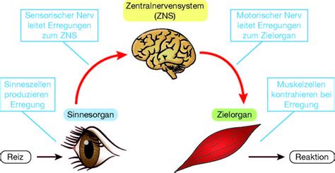 Mechanische Reize und Rezeptoren - Erklärung des Zusammenspiels