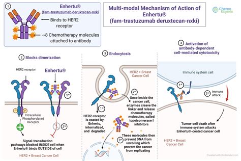 Mechanism of Action ENHERTU® (fam-trastuzumab deruxtecan …