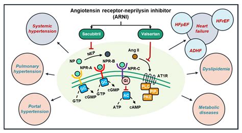 Mechanism of angiotensin receptor-neprilysin inhibitor in …