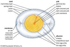 Mechanism of differences in characteristics of thick/thin egg …