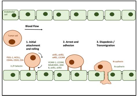 Mechanism of extravasation of infused regenerative cells from ...