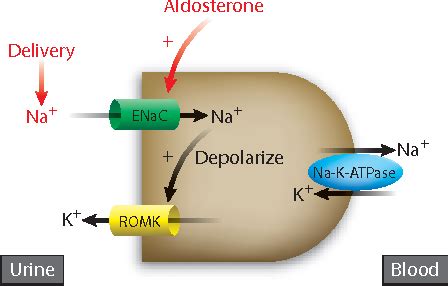 Mechanism of hypokalemia in magnesium deficiency - PubMed