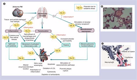 Mechanism of the cardiovascular effects