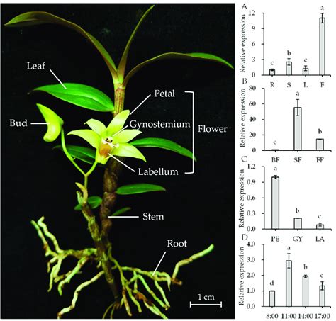 Mechanisms of Dendrobium officinale …