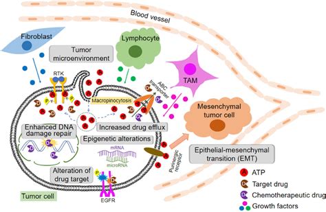 Mechanisms of drug resistance in cancer chemotherapy