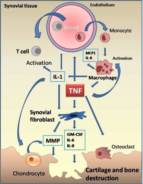 Mechanisms of endothelial dysfunction in rheumatoid arthritis: …