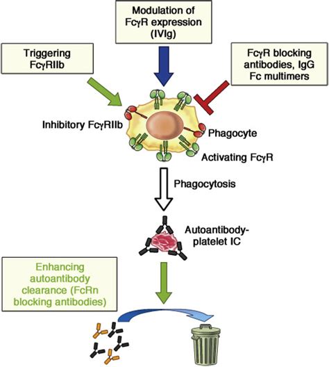 Mechanisms of intravenous immunoglobulin action in immune ...