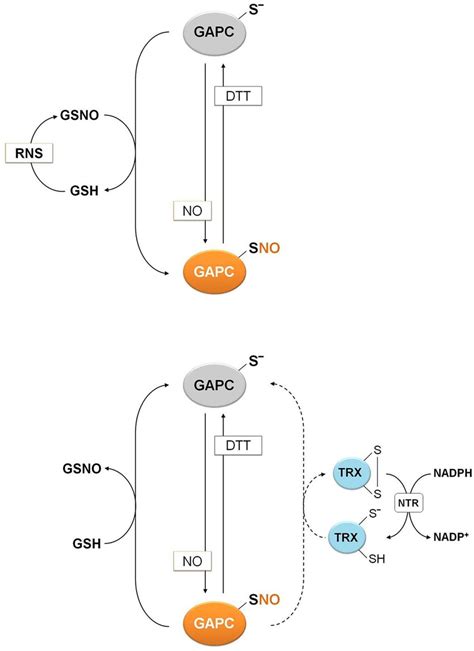 Mechanisms of nitrosylation and denitrosylation of …