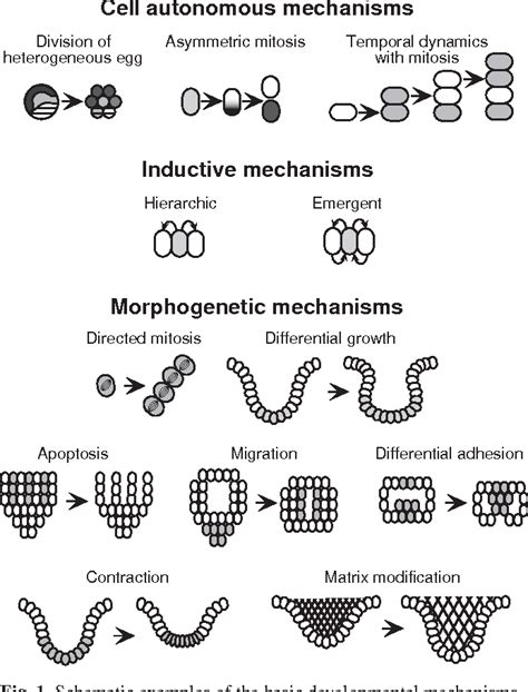 Mechanisms of pattern formation in development and evolution Development