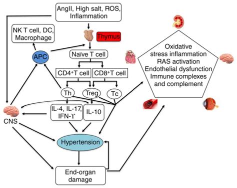 Mechanisms of target organ damage caused by hypertension: …