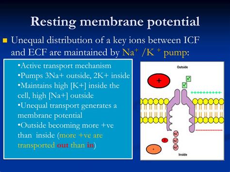 Mechanisms responsible for the cell resting membrane potential