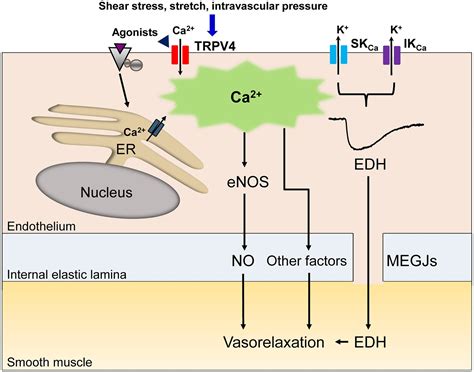 Mechanosensitive transient receptor potential vanilloid 4 regulates ...