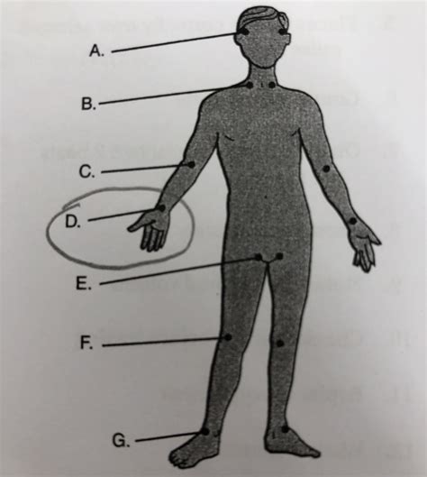 Med Tech Chapter 15 Measuring and Recording Vital Signs Diagram Quizlet