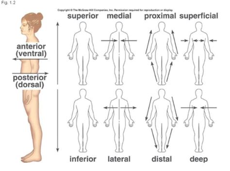 Med Term: body structure Chptr 2 Flashcards Quizlet