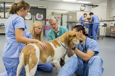 Med vet near me. Veterinary urgent care meets the needs of sick or injured pets who aren’t in life-critical situations but still need prompt medical attention from a veterinarian. BluePearl urgent care supplements your pet’s care when your family veterinarian is unavailable, such as in the evenings or on weekends. Walk-ins are welcome and … 