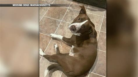 Medford dog found in NH nearly a year after going missing