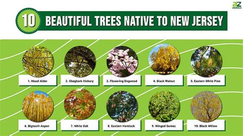 Media Native Tree