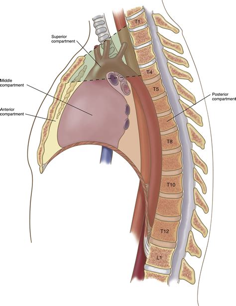 Radiographically, we rely on the anterior, middle, and posterior designations from the top to the bottom of the thorax. The anterior mediastinum is defined posteriorly by a line drawn along the anterior margin of the heart and ascending aorta. Normally, fat, thymic tissue and lymph nodes are present in this region.. 