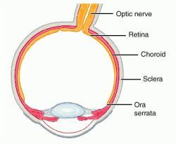 Medical Definition of Choroid - MedicineNet