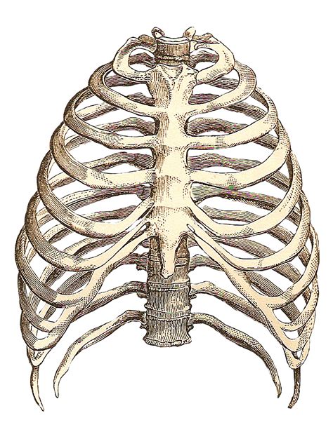 Medical Definition of Rib cage - medicinenet.com