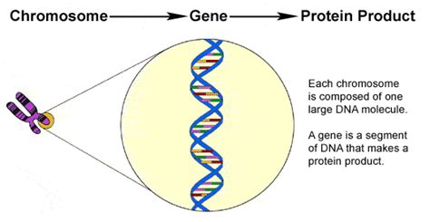 Medical Genetics: DNA Studies for Single Gene Defects