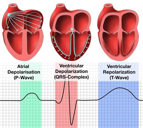 Medical School Qrs complex, Ekg, P wave