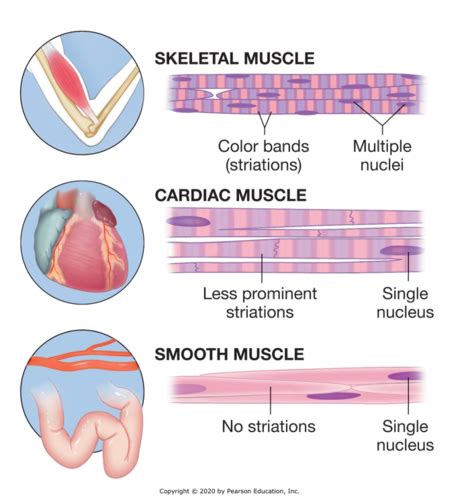 Medical Terminology - Chapter 8 Flashcards Quizlet