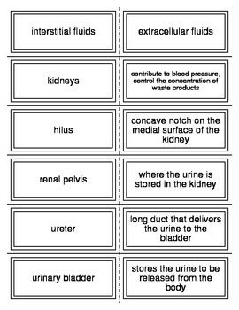 Medical Terminology Chapter 10 Urinary System Flashcards