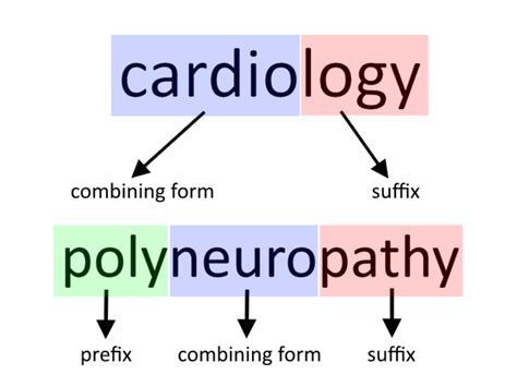 Medical Terminology Diagram Quizlet