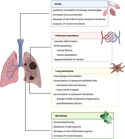 Medical Terminology for Respiratory Conditions, Diseases, and ... - dummies