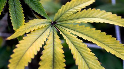 Medical marijuana dispensary licenses blocked in Alabama amid dispute over selection process