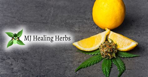 Medicinal Cannabis Storefront MJ Healing Herbs 04330