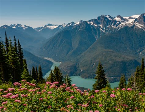 Medicinal Plants of the North Cascades