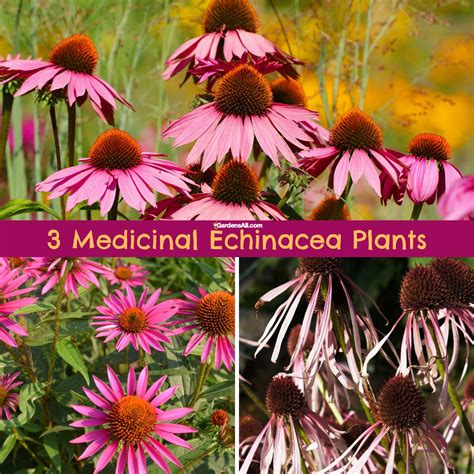 Echinacea, also known as the purple coneflower, is an herbal medicine that has been used for centuries, customarily as a treatment for the common cold, coughs, bronchitis, upper respiratory infections, and some inflammatory conditions. Research on echinacea, including clinical trials, is limited and …. 